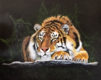 Majestic Bengal
