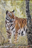 Royal Bengal