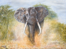 Elephant Warning