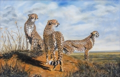 Cheetahs on High